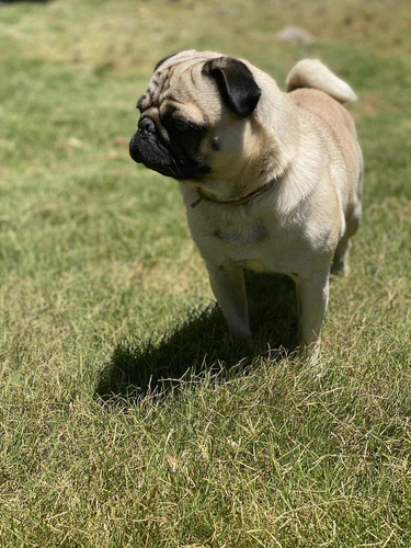 Imagen 5 de 5 de Servicio De Monta Pug