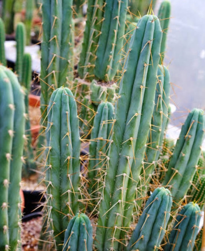 Trichocereus Bridgesii, Mp