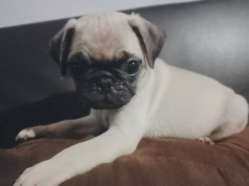 Vendo Perros Pug