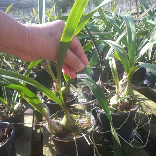 Orquídea Coleção Encyclia Osmanta X Encyclia Cordigera