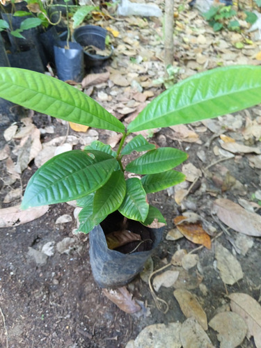 Gowak Syzygium Polycephallum, Frutal Exotico, Coleccionistas