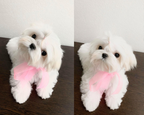 Cachorro Bichon Maltes Hembra Raza Hipoalergénica
