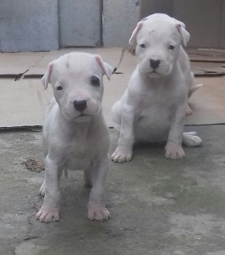 Dogo Argentino Nova Ninhada