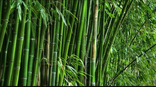 150 Semillas De Bambú Otate Relleno