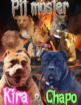 Comprar Cachorros  Bully Nueva Camada