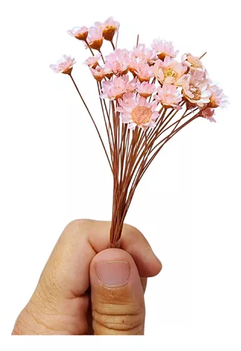 Flores Secas Paniculata