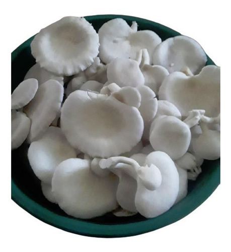 Orellanas Blancas Frescas 1kg - Kg a $60000