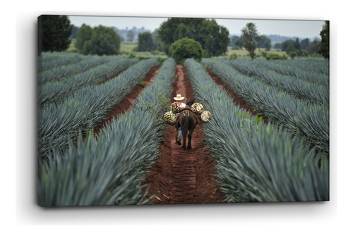 Cuadro Moderno Canvas Tequila Jalisco 90x140cm