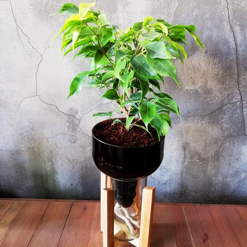 Imagen 3 de 10 de Ficus Benjamina Little Plant 27 Con Soporte, Autorregante