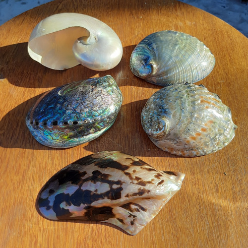 Conjunto Conchas Do Mar Abalone Nautilus Madrepérola Cipreia