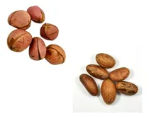 Comprar Kit Obi Africano + Orobô Africano 6 Unidades Cada Candomblé