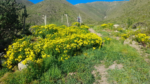 Parcela De 5006 Mt2 En Arrayán Costero, La Serena