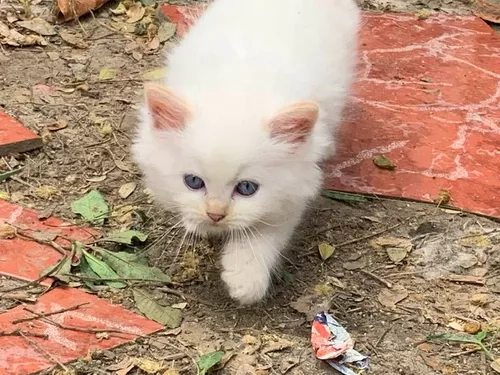 Precio de un Gato Caracal #floppa #viral 