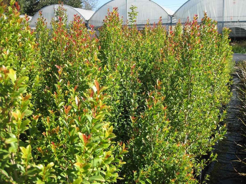 Eugenia Myrtifolia Arbusto Para Cerco E10