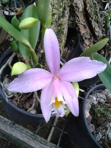 Laelia Jongheana 240 - Corte Adulto