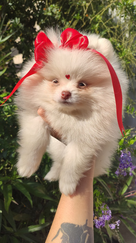 Pomerania Blanca Mini Cara De Oso Blanco
