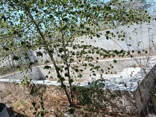 Residencia En Construcción, 1586 M2 De Terreno En Campo Bravo, Mérida, Yucatán.