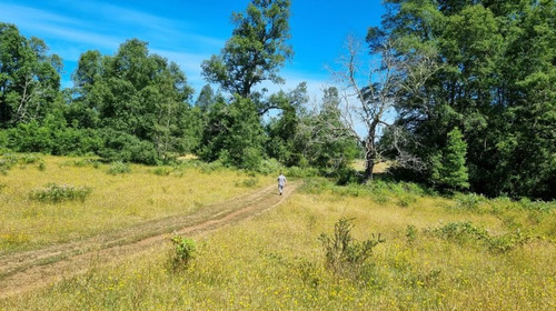 17 Ha Terreno, Sector Cañitas-los Muermos