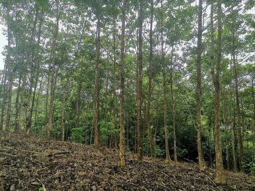 Imagen 3 de 8 de Oportunidad Terreno De 6100 M2 A 5 Minutos De El Carmen