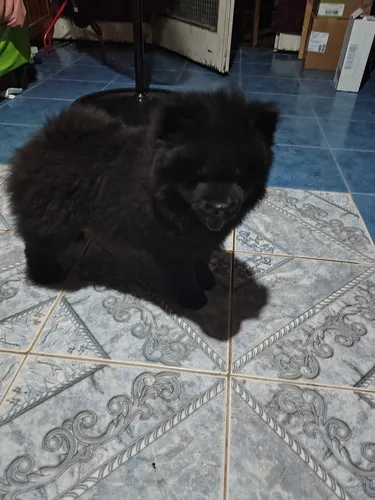 Leer Cachorro Chow Chow Listos Para Entregar