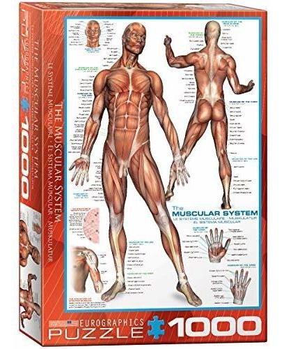 Puzzle Sistema Muscular Eurographics (1000 Piezas).