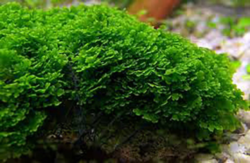 Riccardia Chamedryfolia 003d Tc Musgo Acuario Impor. Tropica