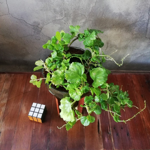 Imagen 4 de 7 de Dolar Little Plant 32 Con Soporte, Maceta Autorregante