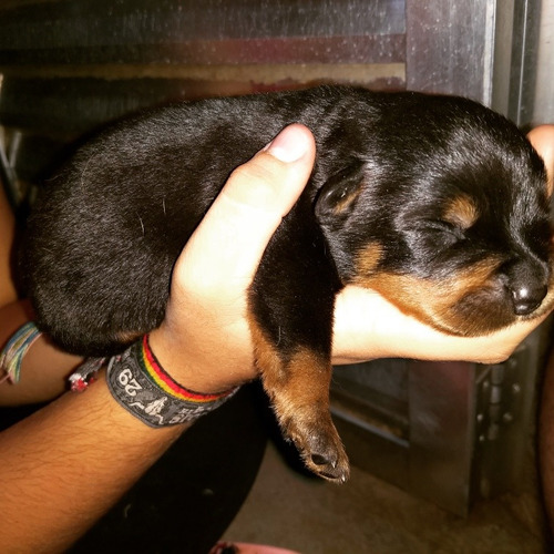 Rottweiler Filhotes Puros