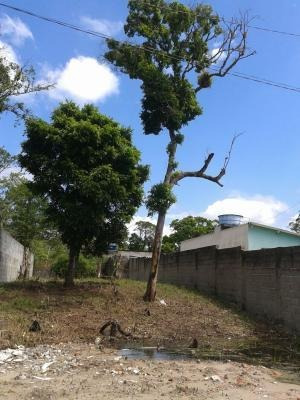 Imagem 1 de 1 de Terreno Na Praia De Itanhaém- Coronel Lado Serra 292m². 3910