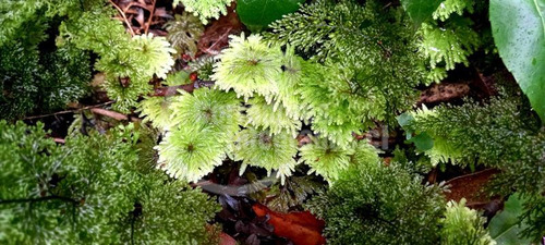 Maravilloso Fundo Vente En Chaitén Bosque Nativo Y Bordemar