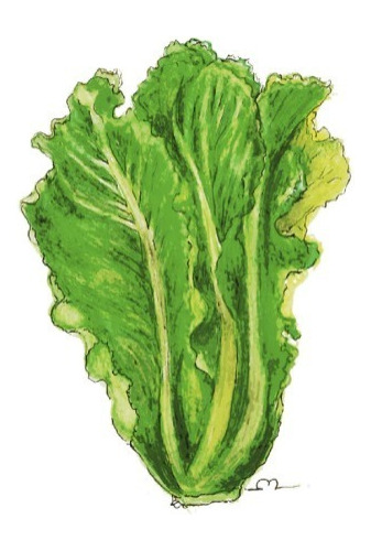 Semillas De Lechuga Gallega Sitopia
