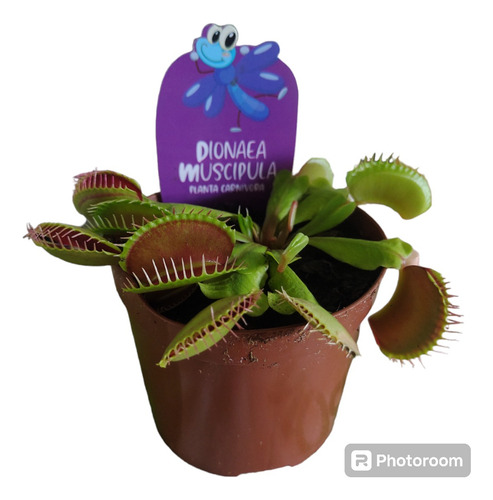 Planta Carnívora Dionaea Muscipula (grande)