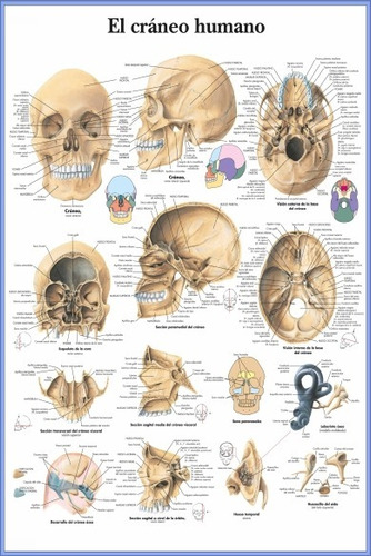 El Cráneo Humano - Huesos - Anatomía - Lámina 45x30 Cm.