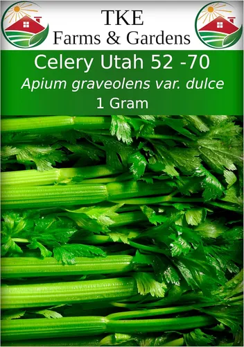 comprar Semillas De Apio 52-70 De Tke Farms, No Gmo, 2500+ Semillas
