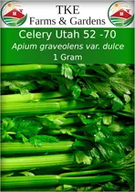 Comprar Semillas De Apio 52-70 De Tke Farms, No Gmo, 2500+ Semillas