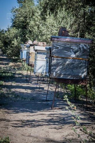 Campo - Finca Productiva De Primer Nivel, Mendoza, 80 Hectareas