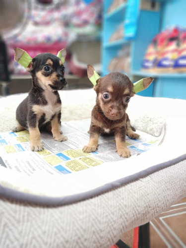 Chihuahuas #1