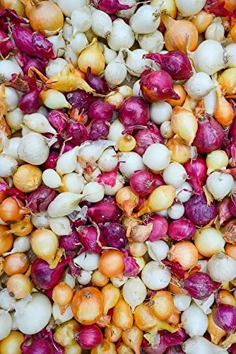 comprar Mezclar Rojo Amarillo Blanco Cebolla (40 Bombillas) Jardin