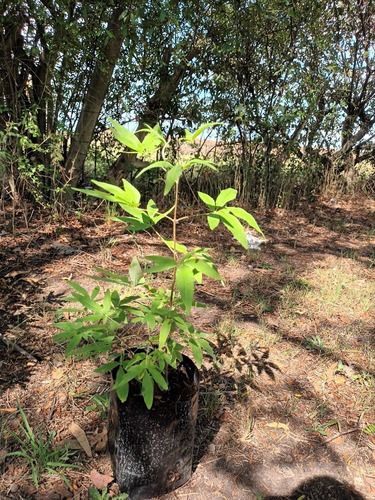 Arbusto Vitex