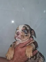 Comprar Bulldog Inglés Exóticos 