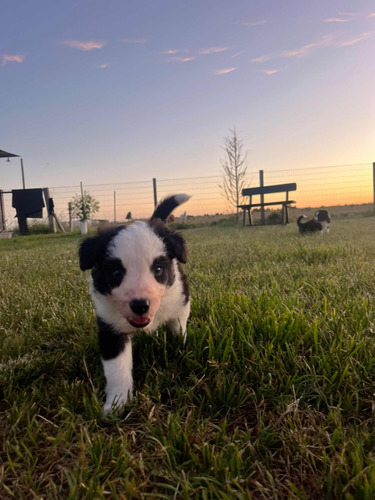 Cachorros Border Collie! Pedigrí Kcu, Genética De Campeones!