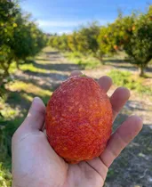 Comprar 10 Arboles De Limón Rojo Diablo, Rápida Producción