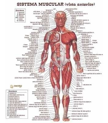 Sistema Muscular - Vista Anterior - Cuepo - Lámina 45x30 Cm.