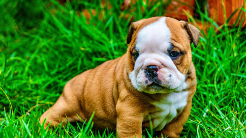 Bulldog Inglês Lindos Filhotes Canil Mantovani