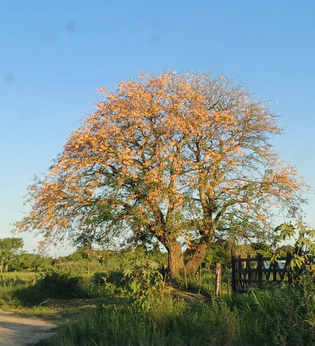 Planta De Ceibo Rosado (erythrina Dominguezii) En 15 Lt.