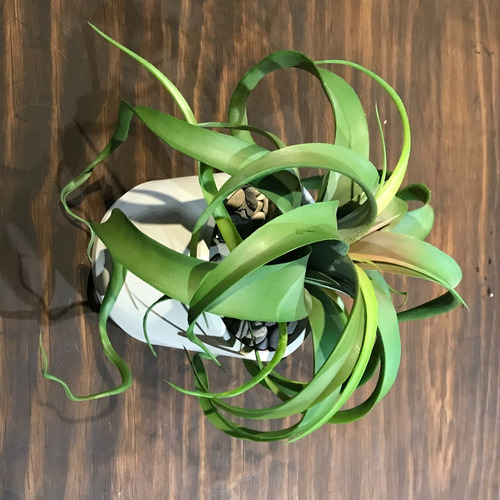 Planta Tillandsia Artificial Con Maceta Decorativa Concreto