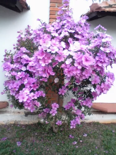 Kit Sementes De Manacá Da Serra Anão Para Mudas + Brinde