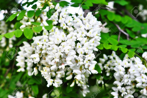 Cien+55  Semillas De  Acacia Blanca (robinia  Pseudoacacia)