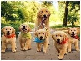 Golden Retriever Cachorros!