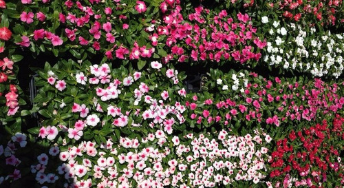 150 Sementes Flor Vinca Anã Boa Noite Sortidas | Parcelamento sem juros